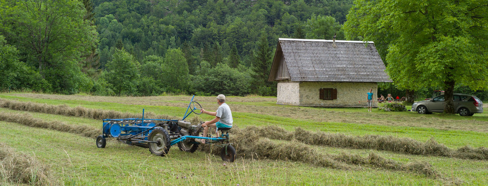 Turning hay in a traditional wildflower meadow after cutting, Voje valley Triglav National Park, Slovenia.